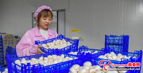 河南省嵩县田湖镇 蘑菇种植工厂化，特色产品助振兴