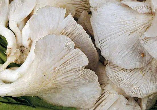 这个季节，吃这种菌类刚刚好，比肉更美味，营养也不输肉类