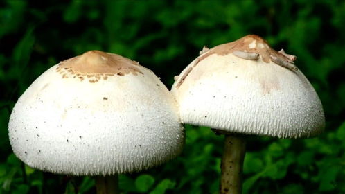 五种长相怪异的野生菌类，碰碰看看就行了