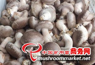 菌类鲜品 自然馈赠里的纯正鲜味与养生智慧